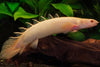 Polypterus Albino
