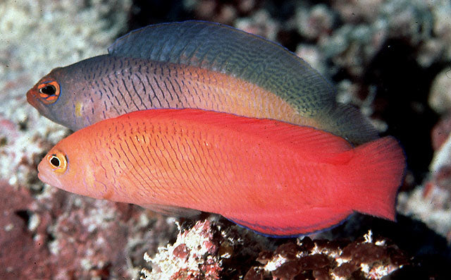 Pseudochromis Red