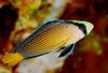 Pseudochromis Splendid Bali