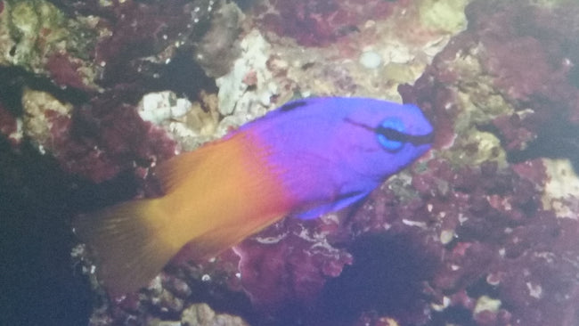 Pseudochromis Royal
