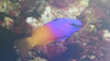 Pseudochromis Royal