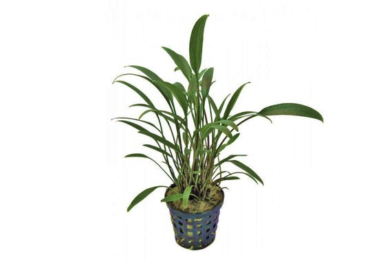 Potted Plant - petkiosklive