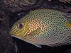 Rabbitfish Spotted Africa