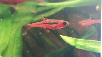 Rasbora Briggittae Chili - petkiosklive