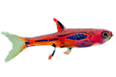 RASBORA BRIGGITTAE CHILI