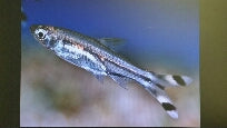 Rasbora Scissortail