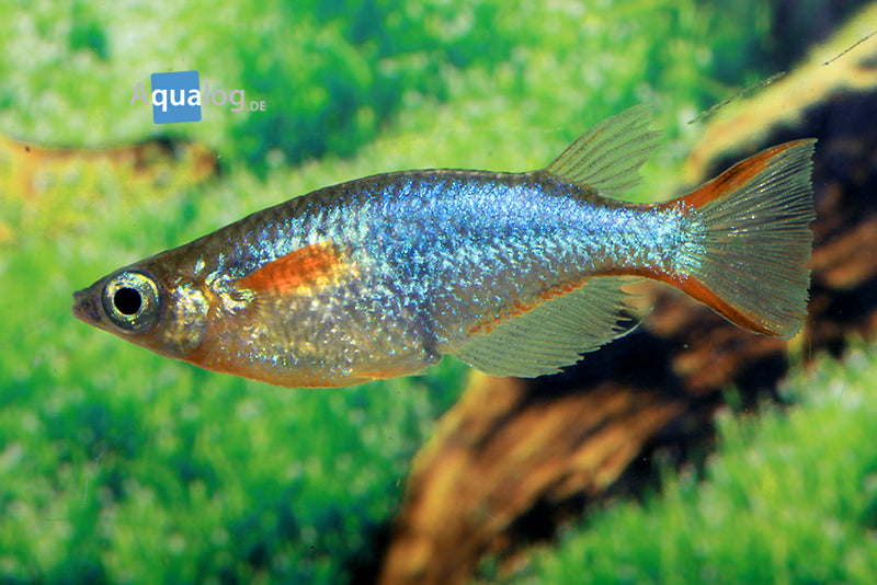 Rice Fish Blue O. Woworae - petkiosklive