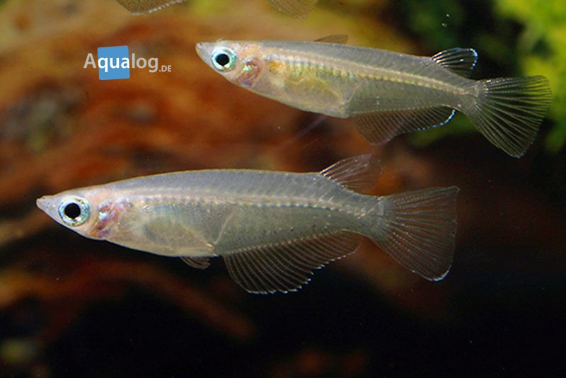 Assorted Rice Fish Rice Fish - Buy Freshwater from Pet Kiosk Live
