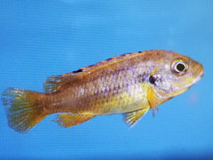 Rusty Cichlid - petkiosklive