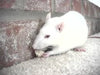 Rat Live