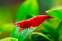 Shrimp Cherry - petkiosklive