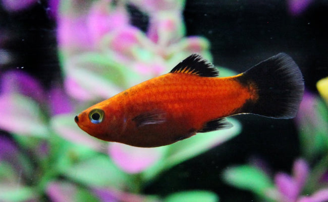 Platy Red Calico