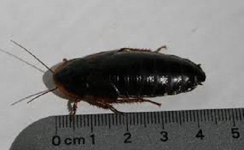 Roach Dubia (in inches) - petkiosklive