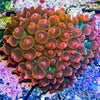 Anemone Bubble Tip Rose