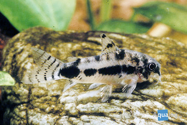 Cory Habrosus Pygmy