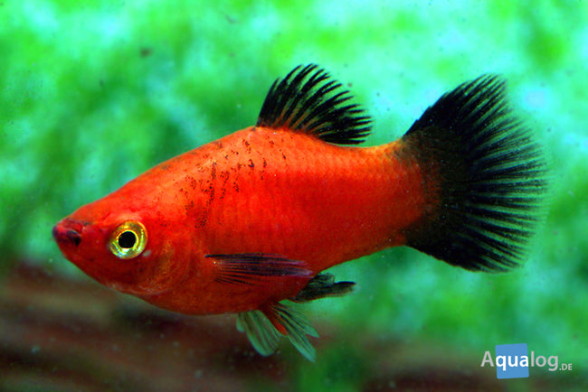 Platy Red Wag