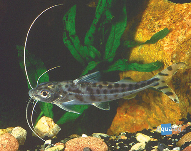 Catfish Angelica Pictus