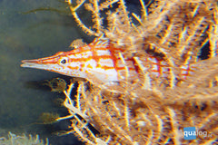 Hawkfish Longnose Bali - petkiosklive