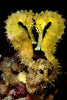 Seahorse Yellow Brazil Pair