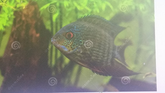 Severum Spotted Turquoise