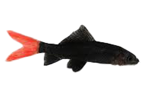 Shark Redtail Black