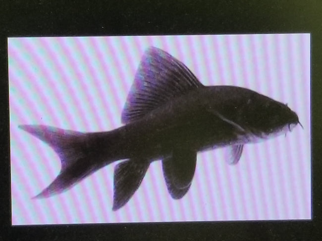 Shark Black