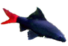 Shark Redtail Black