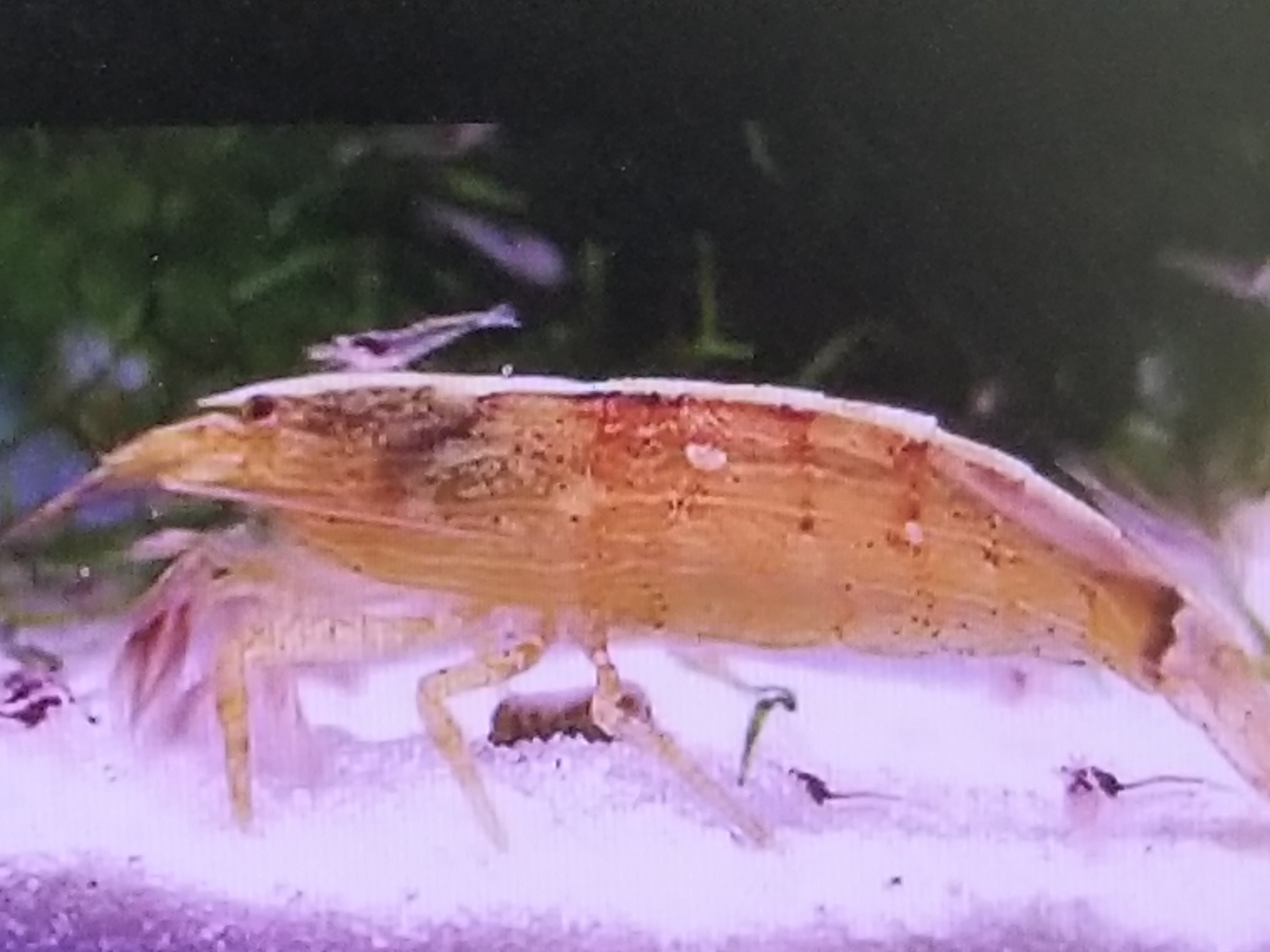 Shrimp Bamboo - petkiosklive