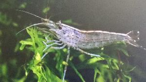 Shrimp Japonica - petkiosklive