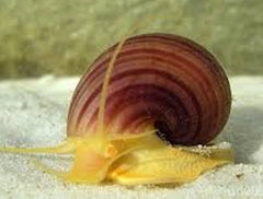 Snail Albino - petkiosklive