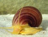 Snail Albino