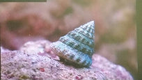 Snails Pyramid Snail
