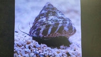 Snails Red Stripe Turbo Bali