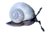 Snail Blue