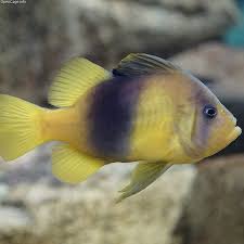 Snapper Emperor Yellow - petkiosklive