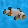 Clownfish Snow Onyx