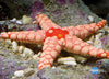 Starfish Lace Fromia