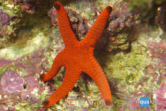 Starfish Red