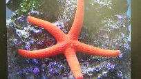 Starfish Orange Linkia