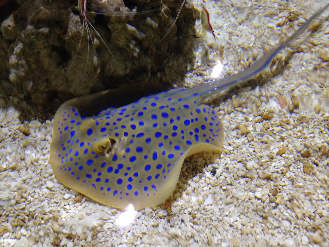 Stingrays Blue Spot Africa - petkiosklive