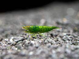 Shrimp Green Jade