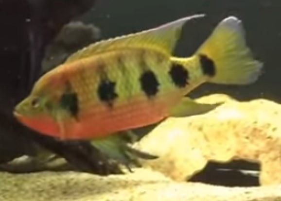 Jewel Cichlid Six Spot - petkiosklive