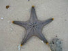 Starfish Indianulticolor
