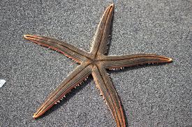 Starfish Striped Sand Sifting L
