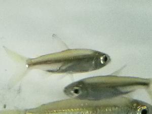 Tetra African Bloodfin - petkiosklive