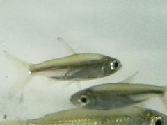 Tetra African Bloodfin - petkiosklive