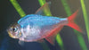 Tetra Colombian Red Fin