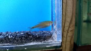 Tetra Silvertip