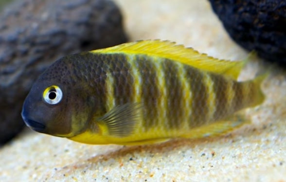 Tropheus Yellow Cheek - petkiosklive