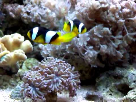 Clownfish Sebae Bali T/R